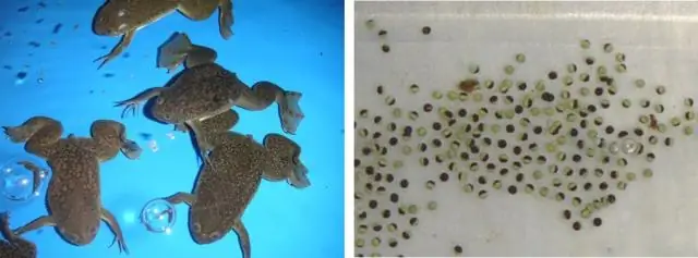 Как клетки восстанавливаются после митоза