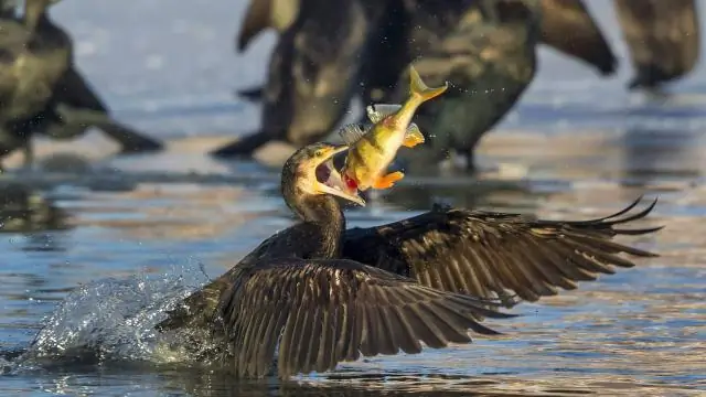 Рыбы, подвергшиеся воздействию очищенных сточных вод, изменили свое поведение