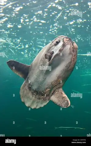 Самая тяжелая костистая рыба в мире идентифицирована и правильно названа: исследователи устраняют путаницу в таксономии нескольких видов морских солнечных рыб