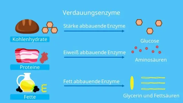 Мембраны живых клеток могут самостоятельно сортировать свои компоненты путем «расщепления»