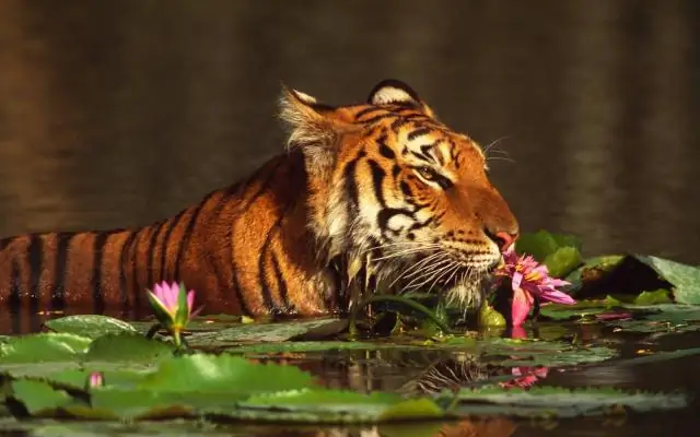 Тигры цепляются за выживание во все более фрагментированных лесах Суматры