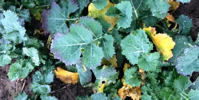 Нападение гусеницы позволяет тле подкрадываться к растениям