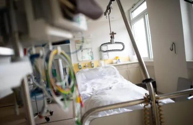 Стресс-тест: новое исследование показало, что тюлени испытывают стресс от акул: исследователи проверяют влияние хищников на уровень кортизола их жертв в дикой природе