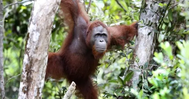 Вырубка леса за прошедшие десятилетия по-прежнему угрожает пятнистым совам в национальных лесах