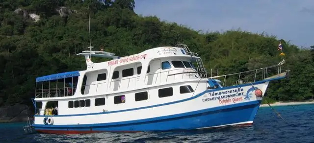 Дельфин, исследования медведей проложили путь к улучшению прогнозирования популяции