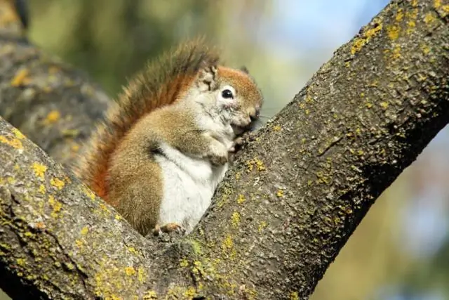 Как пожары меняют тундру’s лицо