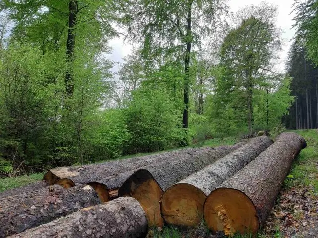 Использование дронов для оценки ущерба посевам от диких кабанов