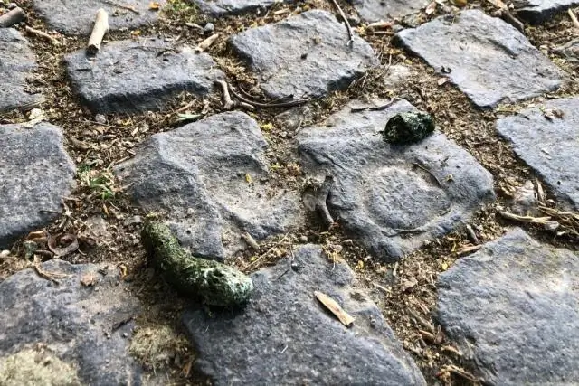 Усилия бактерий по защите от хищников настолько велики, что для потомства остается мало ресурсов