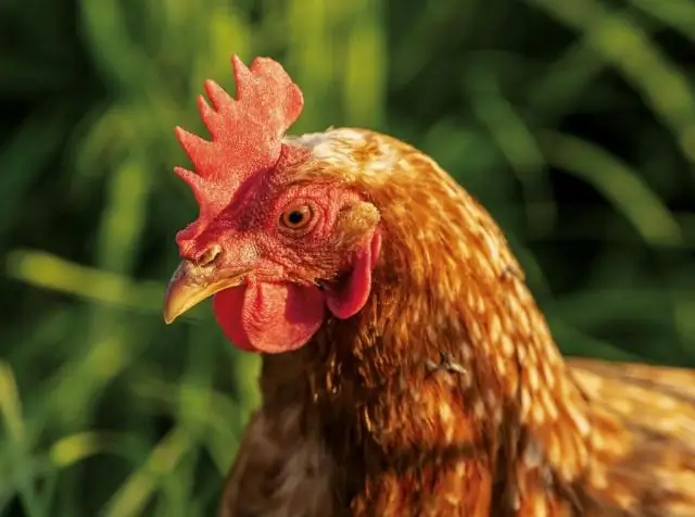 Среда обитания имеет значение, когда прячутся хищники: исследование показывает, что выживание жертвы во многом зависит от местоположения