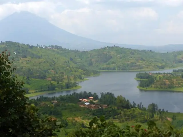 Смерть шимпанзе в Уганде связана с вирусом простуды человека