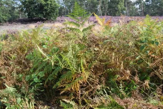 Отслеживание шагов растения: после распространения семян с помощью ДНК хлоропластов