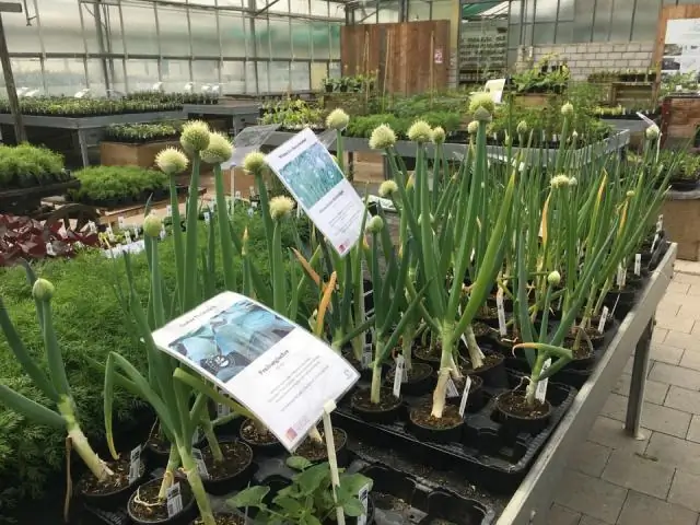 Древняя генетическая мутация помогает объяснить происхождение некоторых органов человека