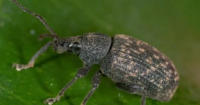 Подсчет личинок: генетические штрих-коды используются для количественной оценки важнейших популяций в экосистеме коралловых рифов