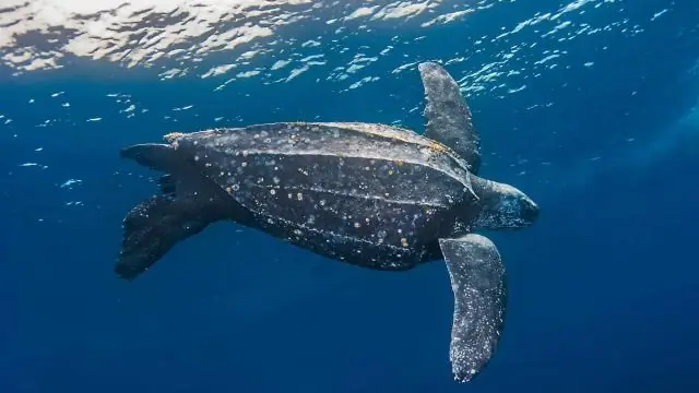 Невероятное путешествие первой африканской черепахи, прибывшей в Европу