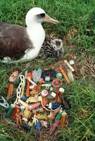 Морские черепахи умирают, запутавшись в пластиковом мусоре