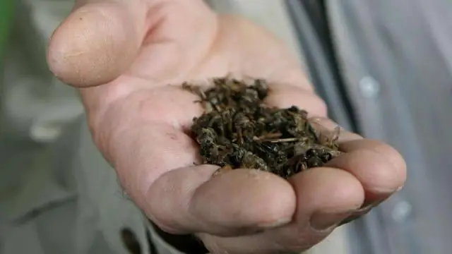 Пчелы используют невидимые тепловые узоры для выбора цветов