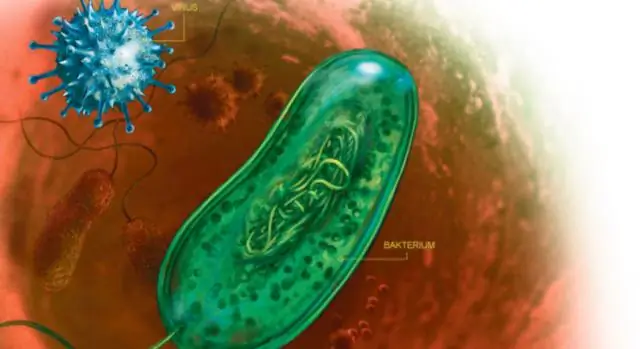 Защита от цианида: как одна бактерия подавляет хищников с помощью яда