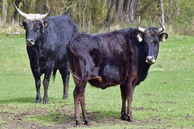 Изменение климата может отдать предпочтение крупным травоядным по сравнению с мелкими конкурентами