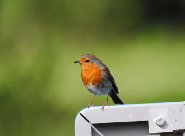 Ферменты, бактерии движутся направленно, но бактерии к еде, ферменты от них