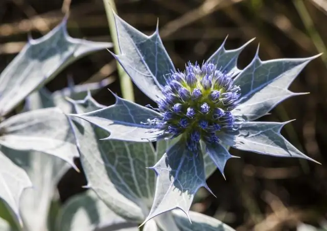 Биологические часы растений