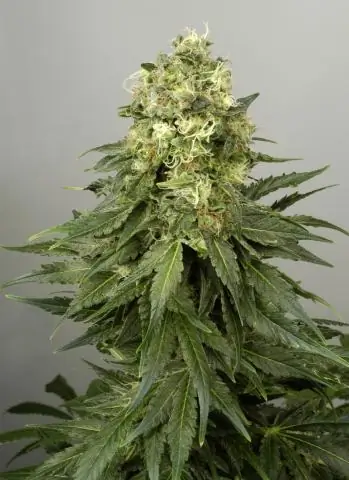 Происхождение фотосинтеза у растений датируется 1,25 миллиарда лет назад: может быть, «Скучный миллиард» был не таким скучным, в конце концов