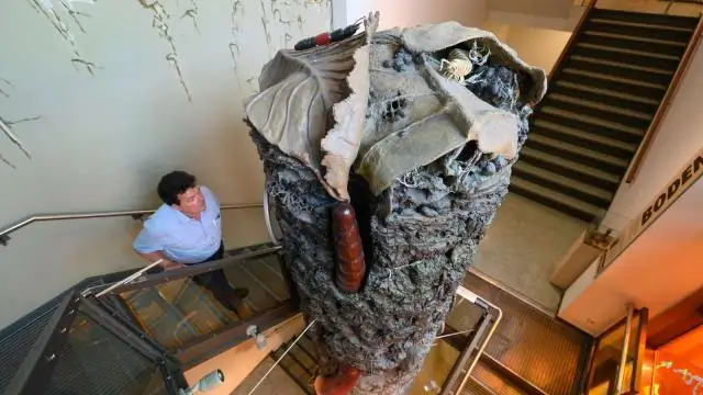 Изменение климата: почвенные животные не могут объяснить эффект самоусиления