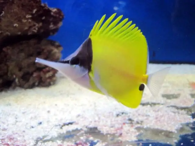 Рыбы используют ген глухоты, чтобы ощущать движение воды: исследователи изучают водную модель человеческого слуха