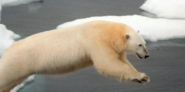 Движение лодок угрожает выживанию дельфинов Бокас-дель-Торо в Панаме: генетики рекомендуют обозначать изолированную популяцию дельфинов как «находящуюся под угрозой исчезновения»