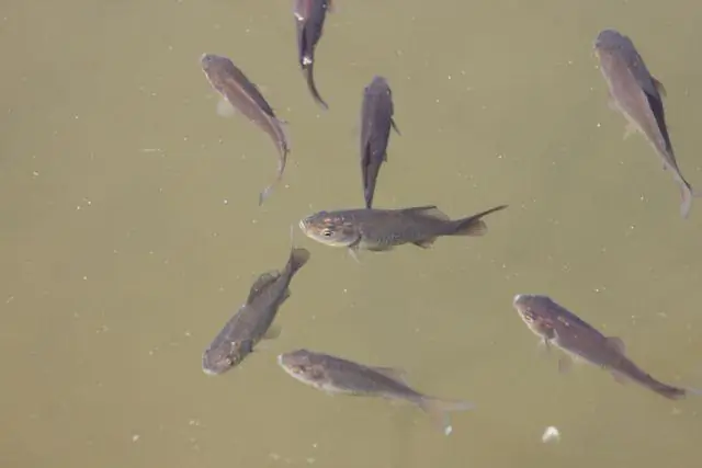 Крошечные полипы спасают кораллы от хищников и болезней