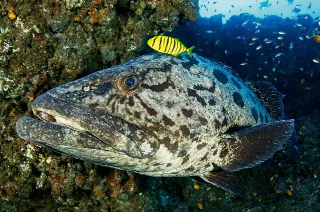 Новый вид морских пауков появляется во время отлива, чтобы напомнить ученым о Бобе Марли