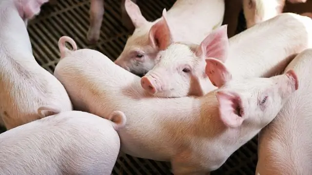 Остатки древесного угля могут ускорить выбросы CO2 после лесных пожаров