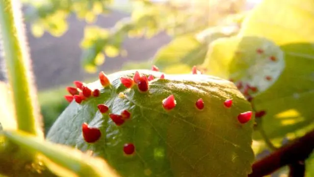 Фосфолипидный путь от растений к паразитам