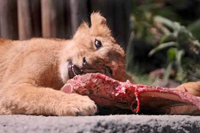 Культурная эволюция не освободила охотников-собирателей от влияния окружающей среды