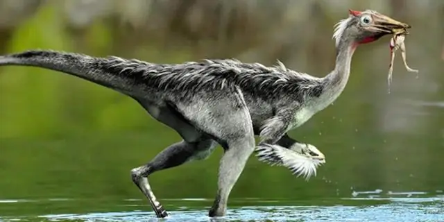 Птицы и динозавры: Высокоэффективное дыхание в костях: Происхождение уникальной дыхательной системы птиц и динозавров