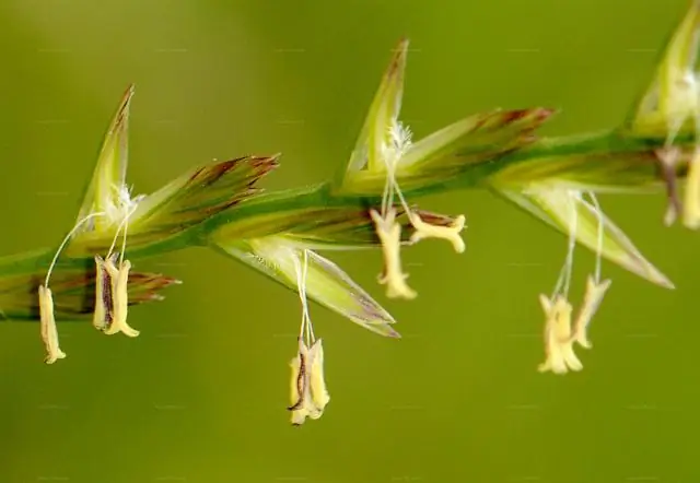 Потери люцерны? Однолетний райграс - это победа: однолетние кормовые культуры компенсируют потери от вымерзания люцерны