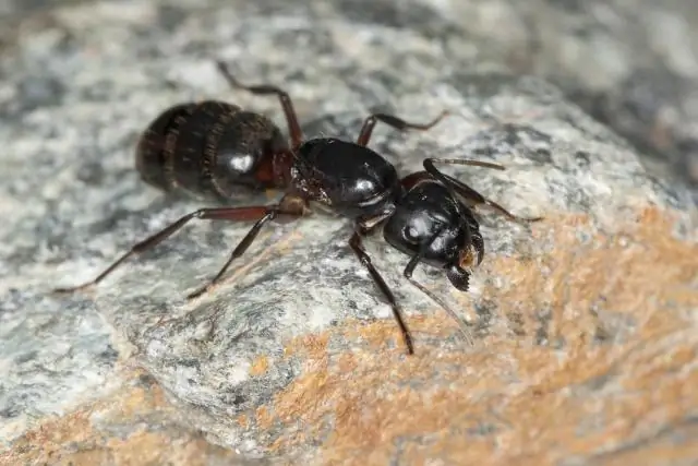 Сельскохозяйственный паразит берет под свой контроль гены растения-хозяина