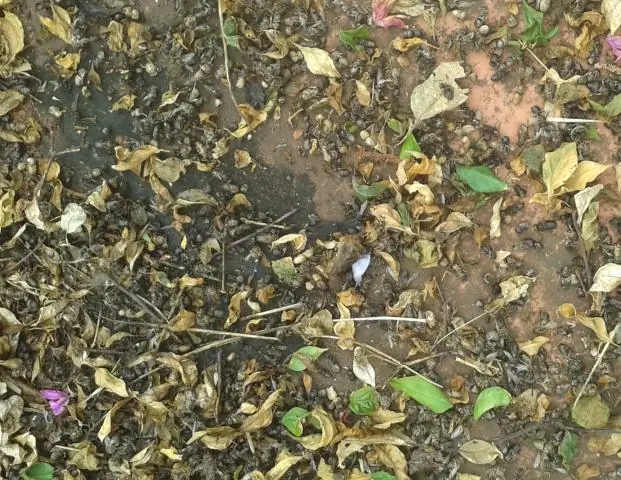 Клетки ранжируют гены по важности, чтобы защитить их, согласно новому исследованию