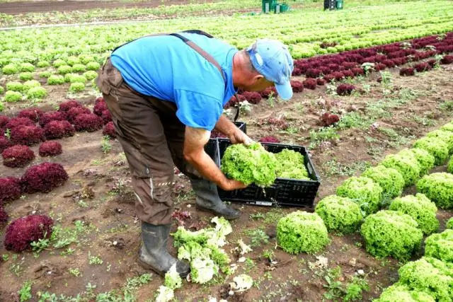 Размер генома влияет на то, станут ли растения инвазивными