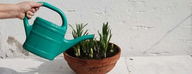 Охарактеризован необычный иммунный ответ растений на бактериальную инфекцию