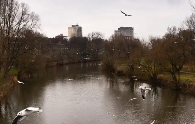 Закрытие дорог противодействует последствиям утраты среды обитания для медведей гризли