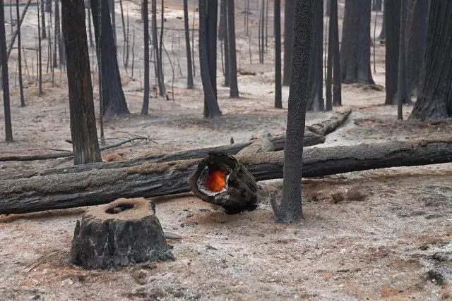 Дым от лесных пожаров может ухудшить качество воздуха до нездорового уровня: исследователи анализируют долгосрочное воздействие дыма от лесных пожаров на качество воздуха в США