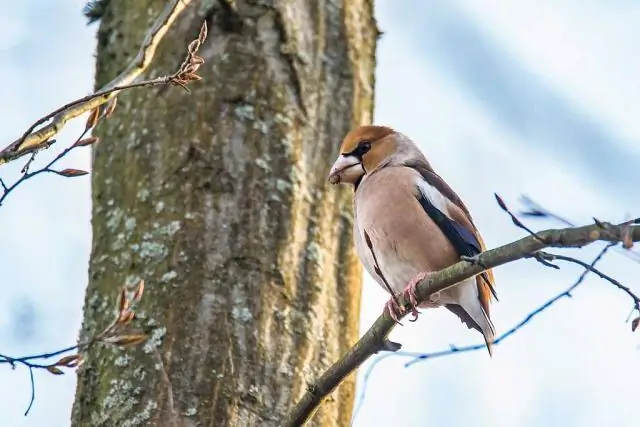 Мертвые деревья кишат грибами: специфические сообщества грибов колонизируют мертвую древесину