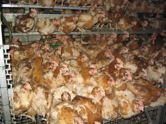 Массовые вымирания уничтожают виды, но не экологическое разнообразие: исследование может пролить свет на закономерности нынешнего массового вымирания