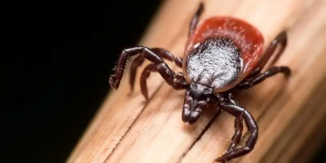 Паразиты и хозяева могут по-разному реагировать на более теплый мир