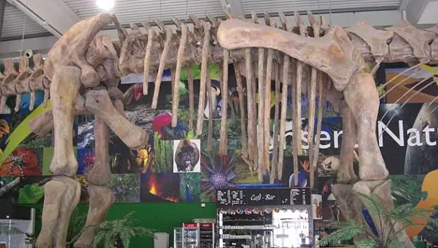 Жизнь на суше и тропический перегрев 250 миллионов лет назад