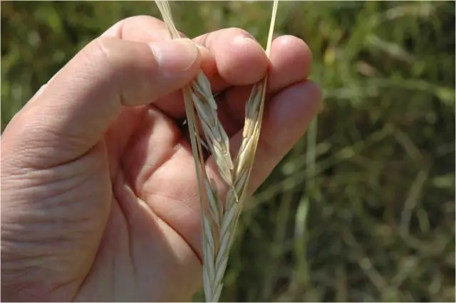 Происхождение генов цветообразования