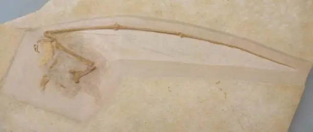 Гигантская вымершая роющая летучая мышь обнаружена в Новой Зеландии