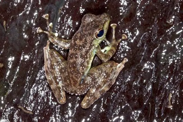 Лягушки раскрывают механизм, определяющий жизнеспособность гибридов