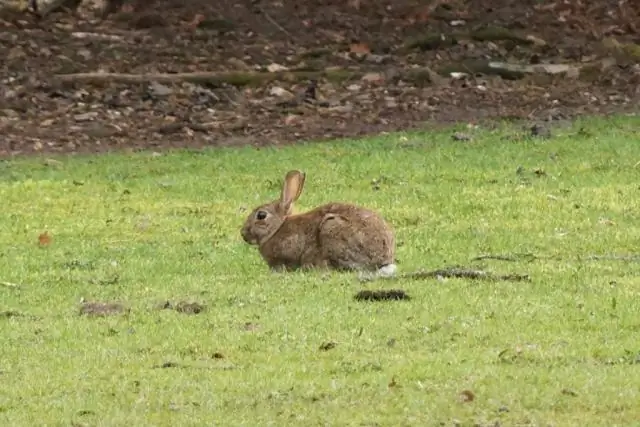 Взгляд крупным планом на необычное подводное извержение: экспедиция по изучению вулкана Гавр раскрывает удивительные детали