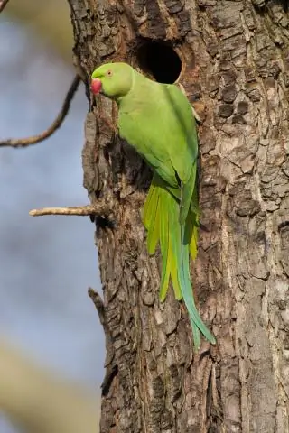 Прятаться от жары в лесу